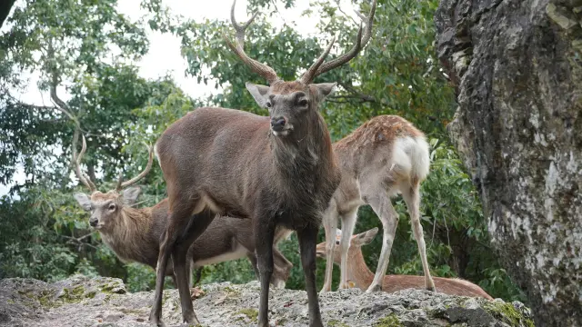 オスは立派なツノが生えるエゾシカ。秋冬が見頃