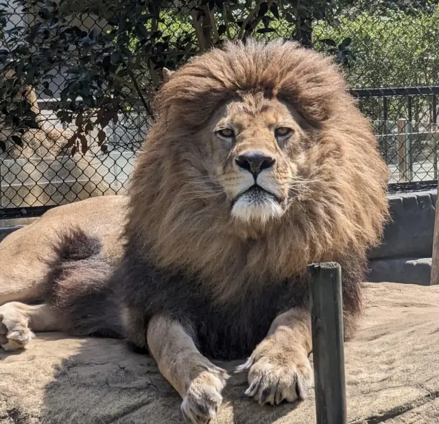自然に近い環境で暮らす動物たちを観察できる