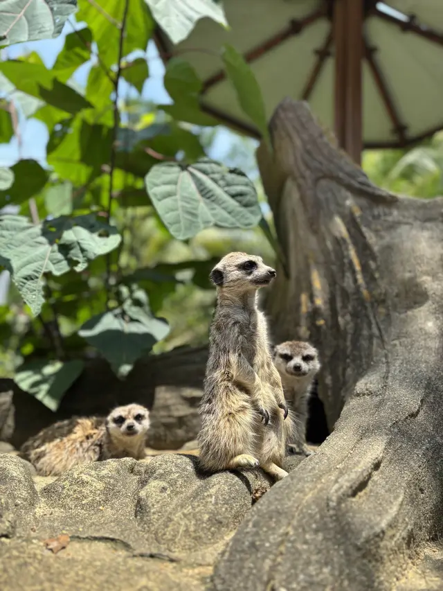 ミーアキャットやレッサーパンダといったかわいい動物もいっぱい
