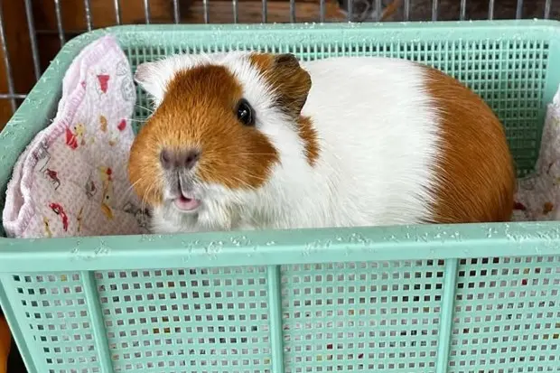 ふれあいやエサやりといった体験も人気