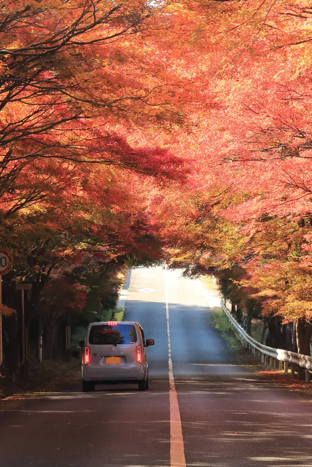 紅葉の名所としても知られている