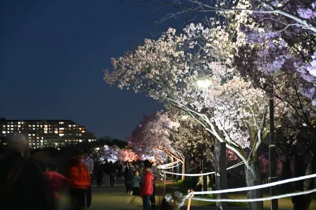 ライトアップされた桜は昼とは違う表情を見せてくれる
