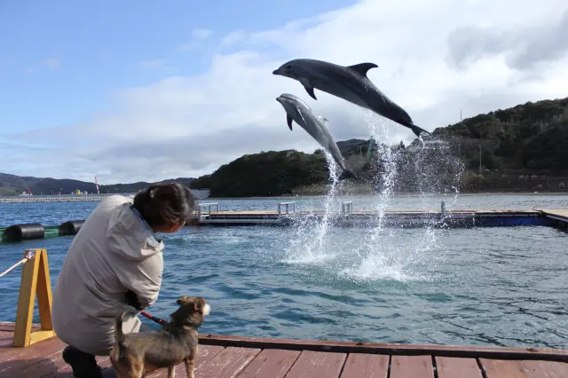 生き生きとしたイルカの姿を間近から