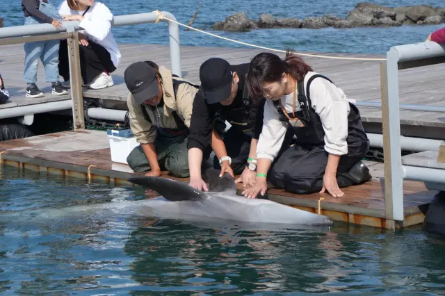 ふれあいでイルカとコミュニケーション