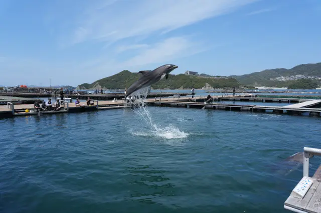 生態や行動などイルカについて詳しくなれる