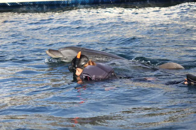 イルカとともに水の中で過ごすドルフィンフロートスイム