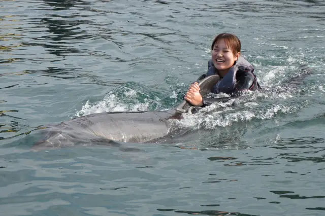 期間限定で実施されるドルフィンパワースイム