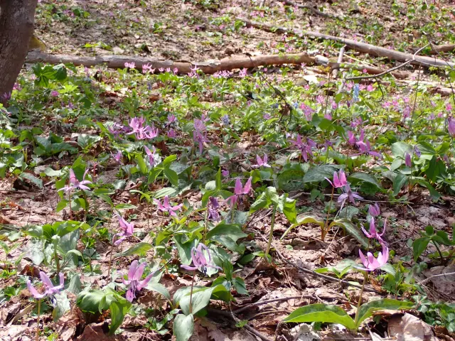 ５月上旬に咲くカタクリの群生は都市公園としては最大級