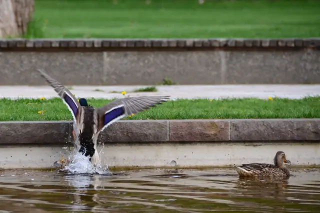 穏やかな流れのカナールには、野鳥が飛来することも