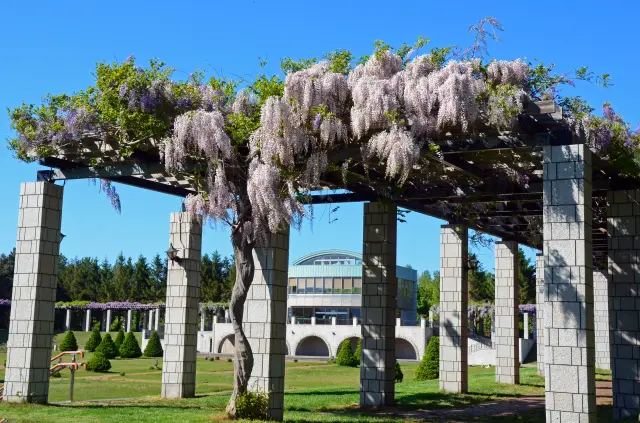 初夏の季節にはパーゴラ一面に藤の花が咲く