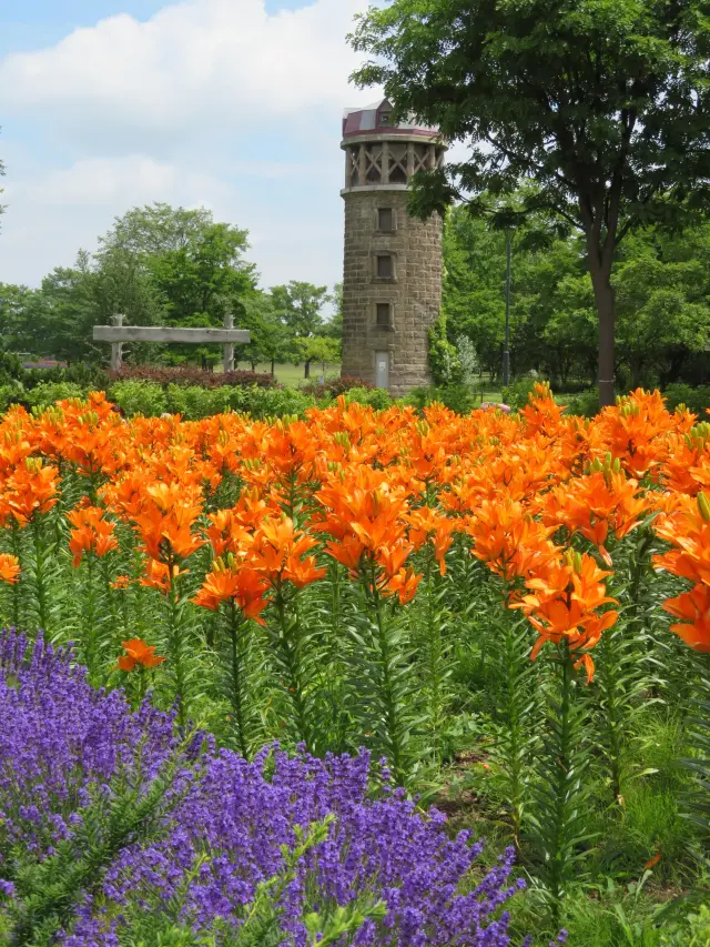 100種類のユリで彩られる「世界の百合広場」