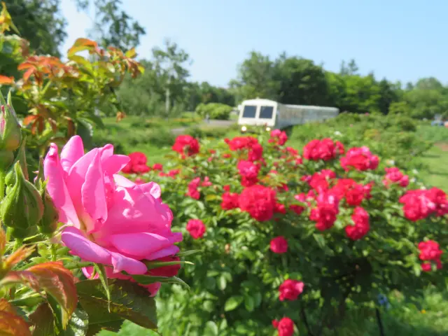 四季折々の花や景色が楽しめる「リリートレイン」
