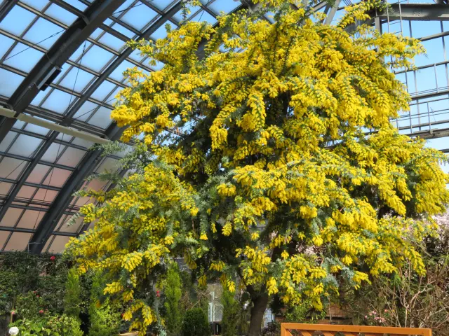 「百合が原緑のセンター」のシンボル・ギンヨウアカシア