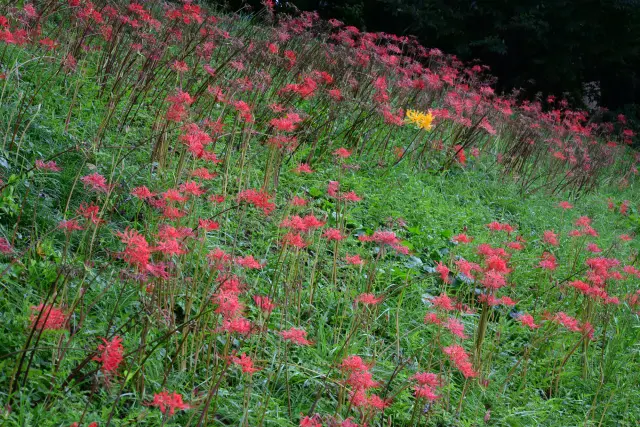 真っ赤な曼珠沙華が美しい、秋の花風景も注目