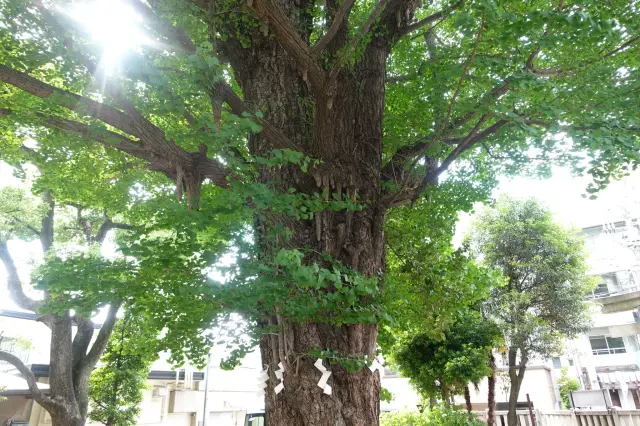 巨大なイチョウの御神木