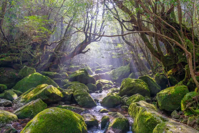 神秘的な光景が広がる