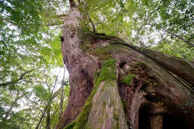 樹齢1000年を超える屋久杉が多数