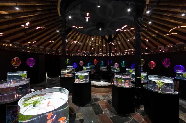 日本最大級の金魚水族館の「水中楽園 Aquarium」