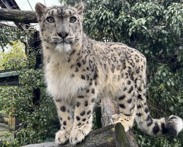 人気ナンバーワンのユキヒョウ
