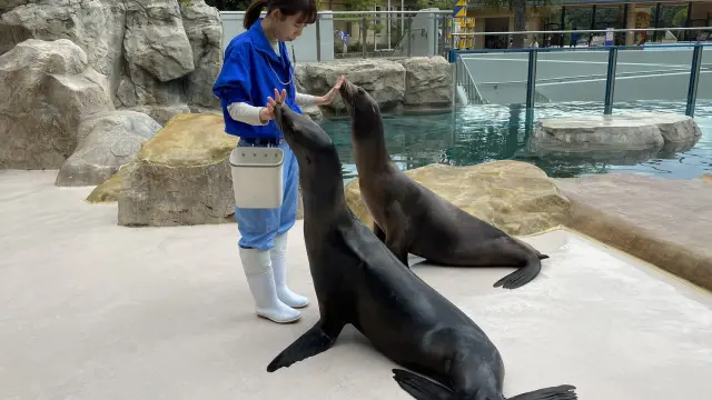 海や湖で生活している水棲哺乳類を展示する「アシカ・アザラシたちのうみ」