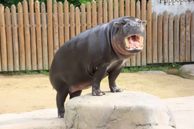 世界3大珍獣のコビトカバ