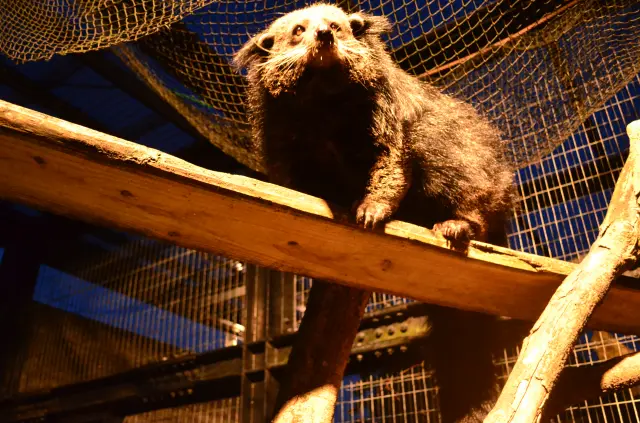 夏限定で開催される「夜の動物園」