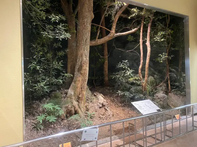 那智現原始林のジオラマも見応えあり