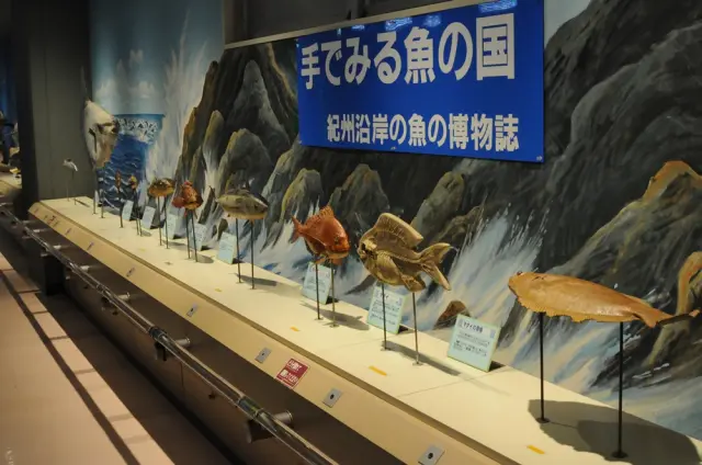 「手で見る魚の国」では模型や標本にふれることができる