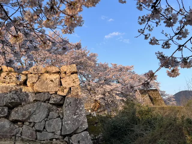 城内を桜が彩る春も人気
画像提供：兵庫県朝来市