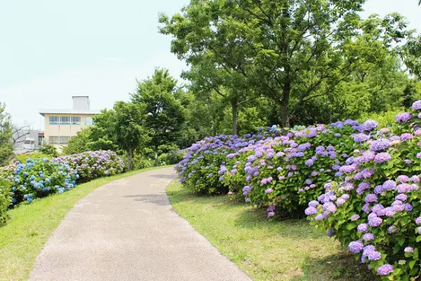 アジサイやツツジ、桜など季節の花木を楽しめる
写真提供：金沢市