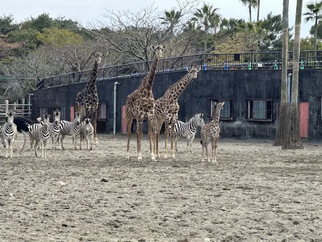 宮崎市フェニックス自然動物園