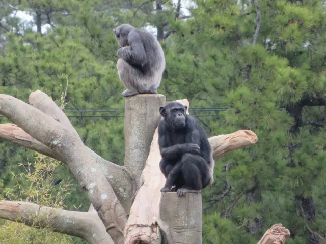 動物たちのガイドやお食事タイムを毎日実施。