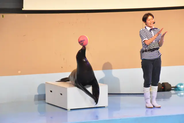 Perfectly in sync with their trainers