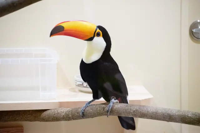 「かほくまなび館 ずーいく」で展示されるオニオオハシ
