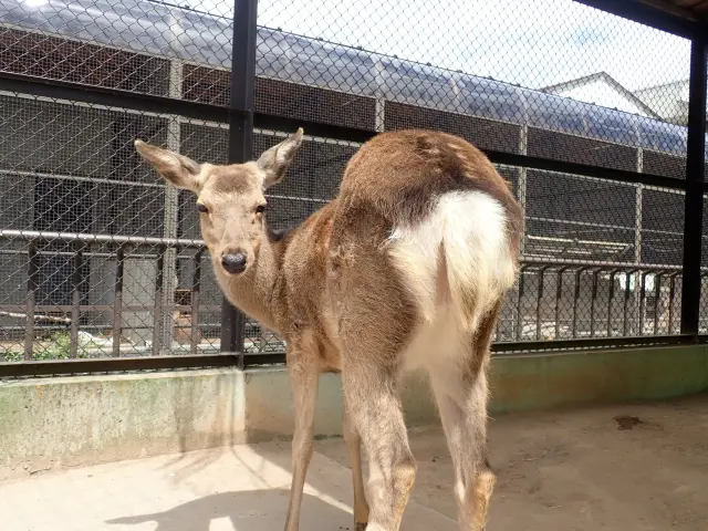 つぶらな瞳のニホンジカなど多数の動物たちにあえる