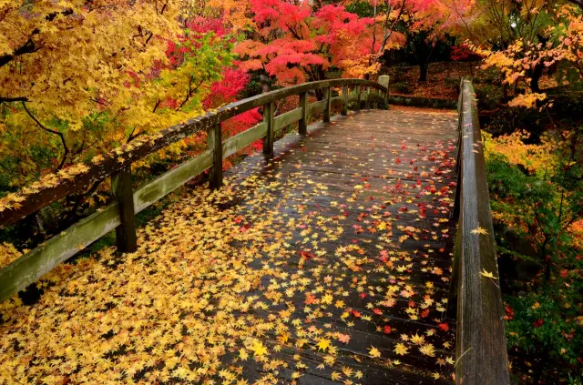 広島有数の紅葉の名所として知られる
