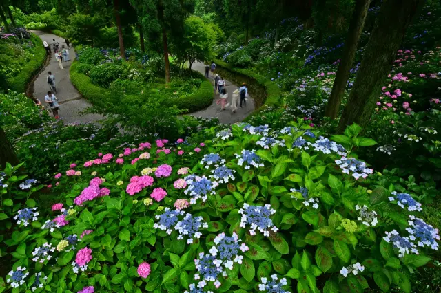 約100種・1万株が咲くアジサイ園