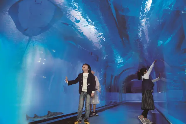 海中散歩気分で観察できる水槽エリア