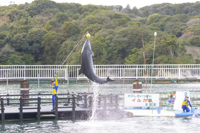 航路の途中に立ち寄る「イルカ島」には楽しさいっぱい
