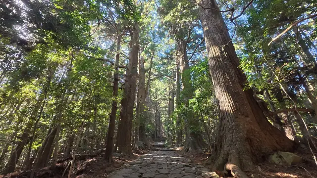 老杉に囲まれた石畳の道は熊野古道を代表する場所
