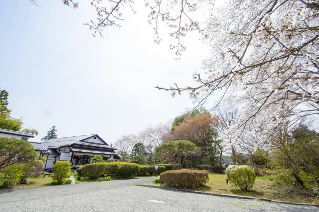 春には庭園だけでなく駐車場にも満開の桜が