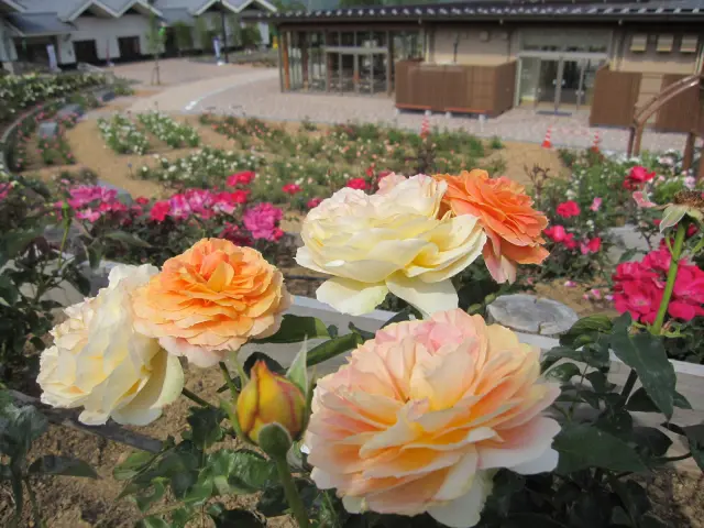 広さは1,500㎡もあるバラ園