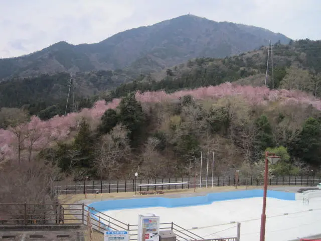 5,200本のしだれ桜が咲き誇る「しだれ桜の里」