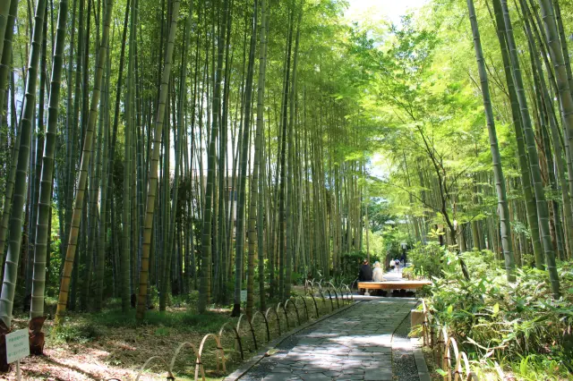 独鈷の湯から続く小径を歩いていくと見えてくる「竹林の小径」