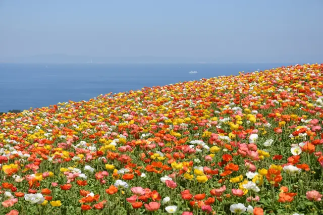 海と空を背景に、一面広がる花畑