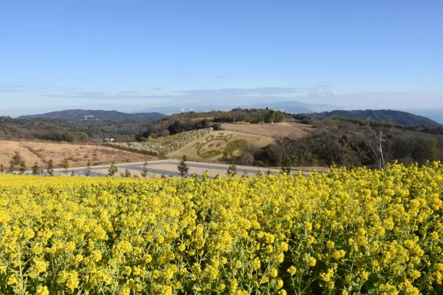 春の訪れを告げる、菜の花の感動的な景色