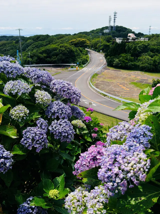 6月には沿道が鮮やかなあじさいに彩られる