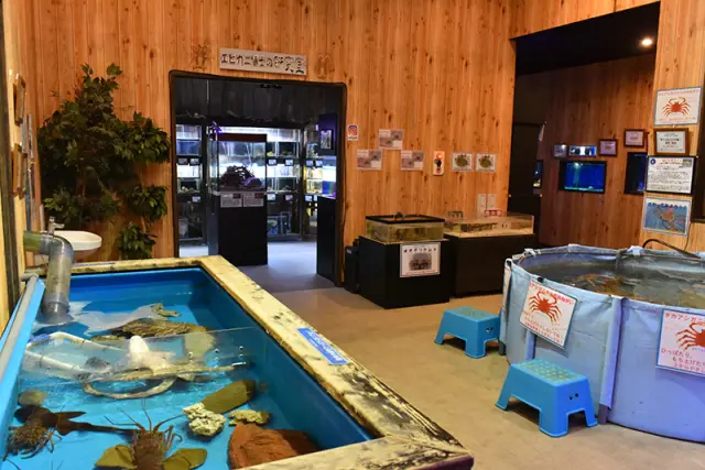 タカアシガニやカブトガニと触れ合える