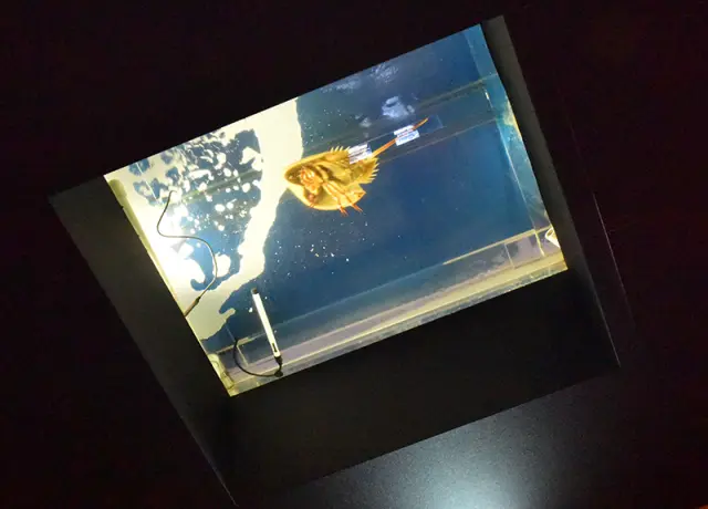 カブトガニを下から鑑賞