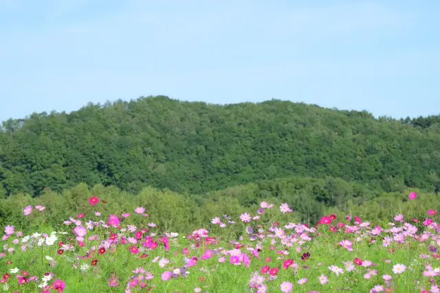 コスモスフェスタ（国営滝野すずらん丘陵公園）